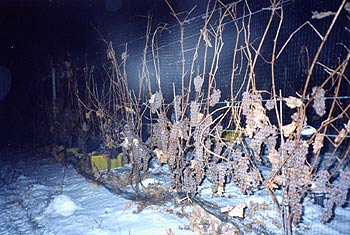 Harvesting Icewine in the cold of night